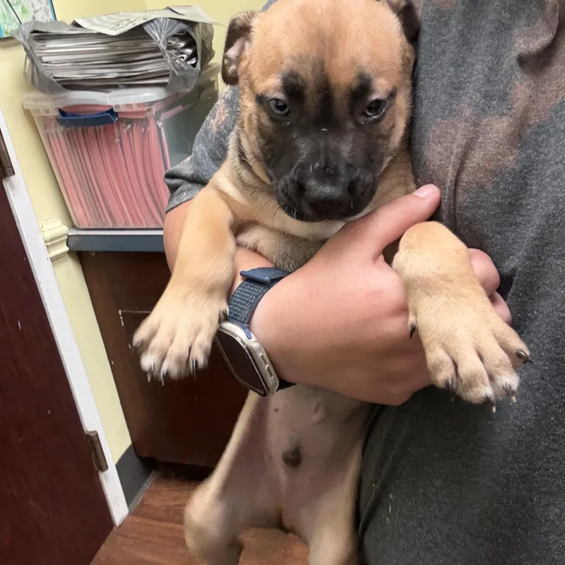 A baby medium-sized male Bicolor Hound dog named Ford for adoption in Bethlehem, PA