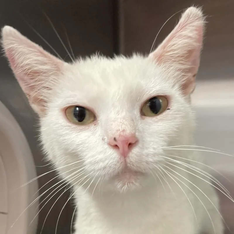 An adult medium-sized female White Domestic Short Hair cat named Angie for adoption in Port Charlotte, FL