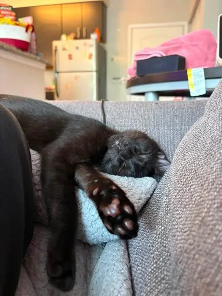 A baby small-sized male Black Domestic Short Hair cat named Cheddar for adoption in Wilmington, NC