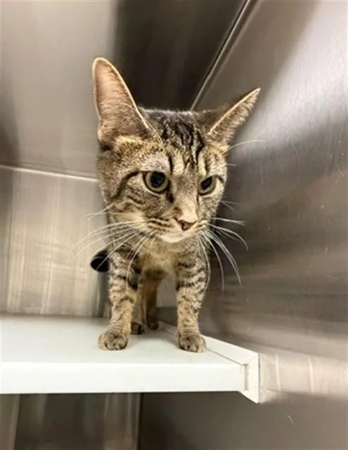 A young large-sized female Domestic Short Hair cat named Zuri for adoption in Brighton, CO