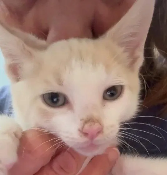 A young medium-sized male Domestic Short Hair cat named Julius for adoption in Berlin, MD