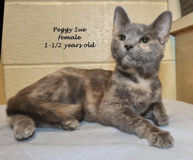 Peggy Sue