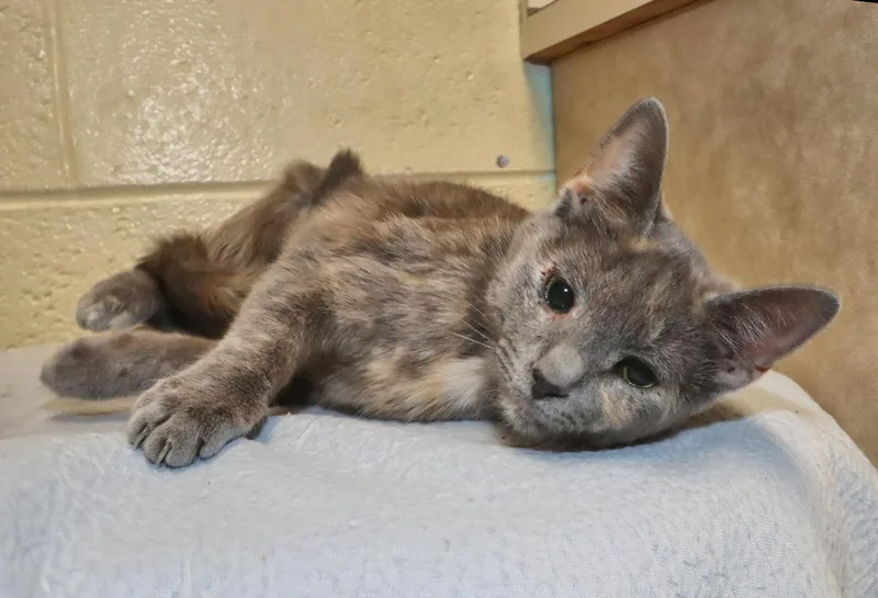 Peggy Sue thumbnail 3