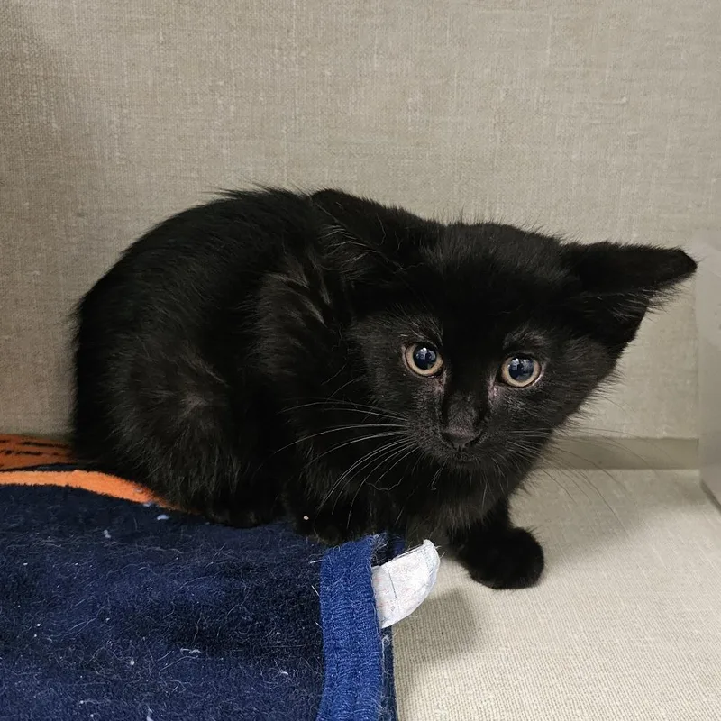 A baby small-sized male Black Domestic Short Hair cat named Tyson for adoption in Monroe, MI