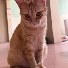 An adult medium-sized female Tabby (Orange / Red) Domestic Short Hair cat named Sweet Pea for adoption in Spring Valley, CA