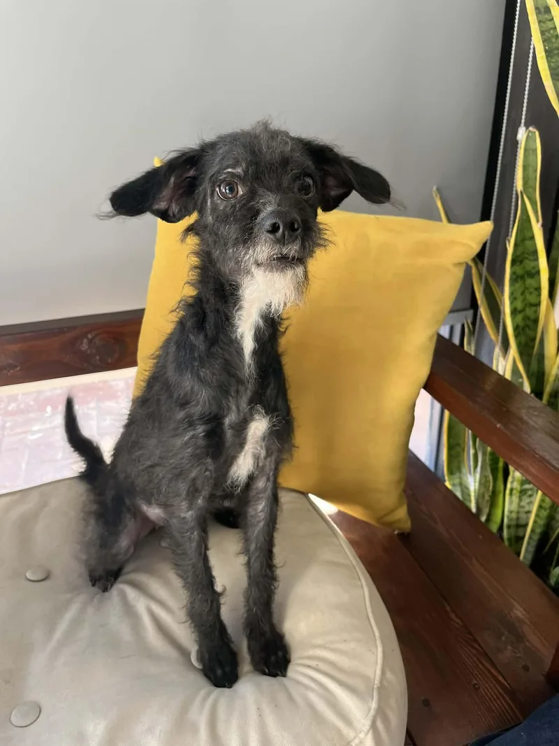 A young small-sized female Black Terrier dog named Bella for adoption in Poway, CA