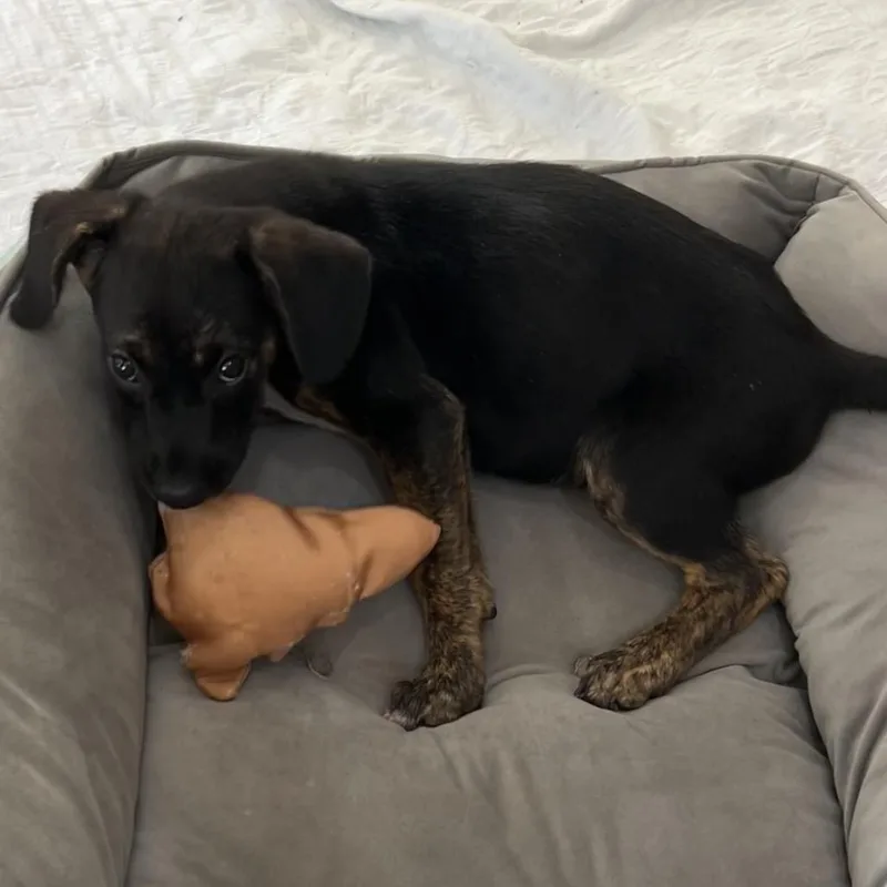 A baby medium-sized female Black Shepherd dog named June for adoption in Phoenix, MD