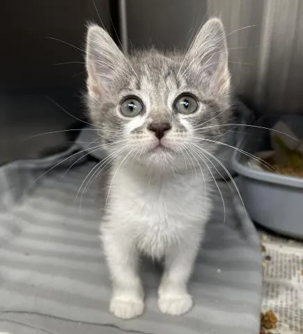 A baby small-sized female Domestic Short Hair cat named Pickle for adoption in Los Angeles, CA