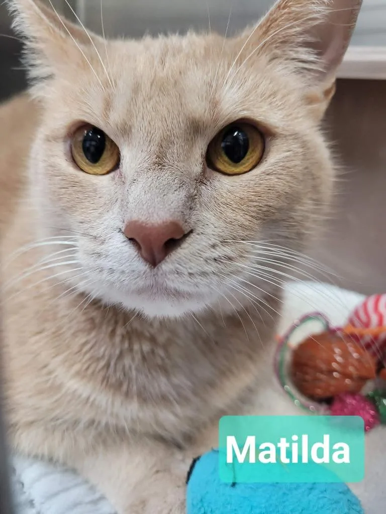 Matilda thumbnail 3