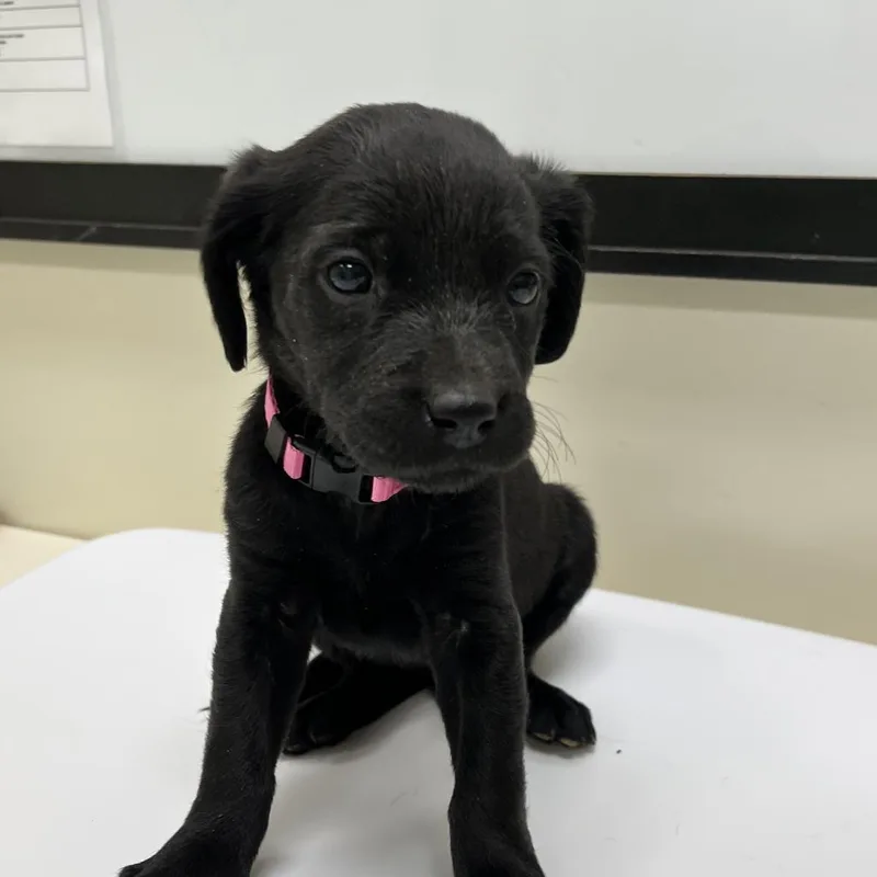An adult medium-sized female Labrador Retriever dog named Honey Crisp for adoption in Lynchburg, VA