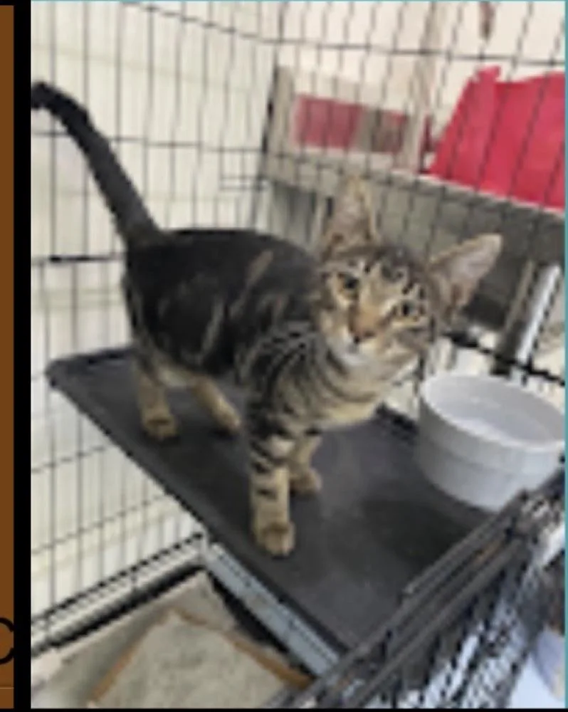 A baby medium-sized female Domestic Short Hair cat named Lugnut for adoption in Lafayette, CO