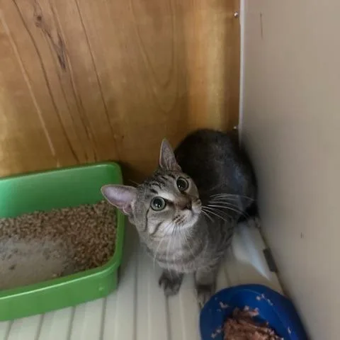 A young medium-sized male Brown / Chocolate Havana cat named Ron for adoption in Enterprise, AL