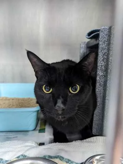An adult medium-sized male Domestic Short Hair cat named Tommy for adoption in Daytona Beach, FL