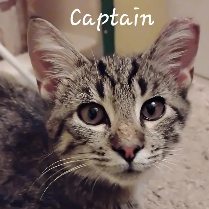 A young medium-sized male Brown / Chocolate Domestic Short Hair cat named Captain for adoption in Waldorf, MD