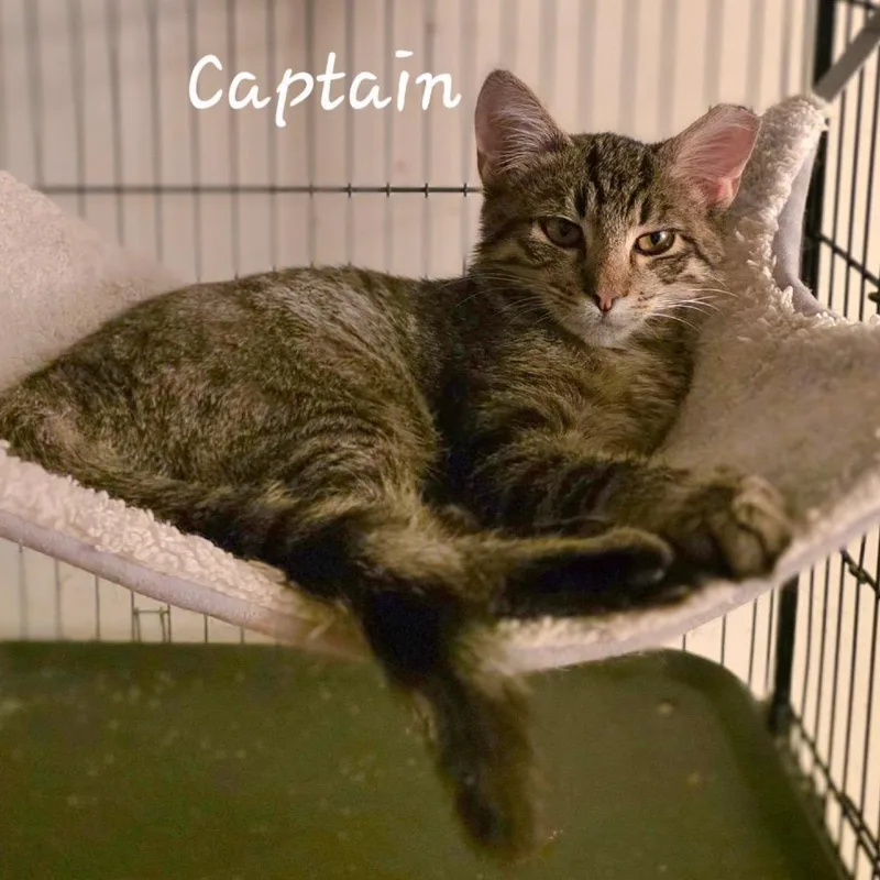 Captain thumbnail 2