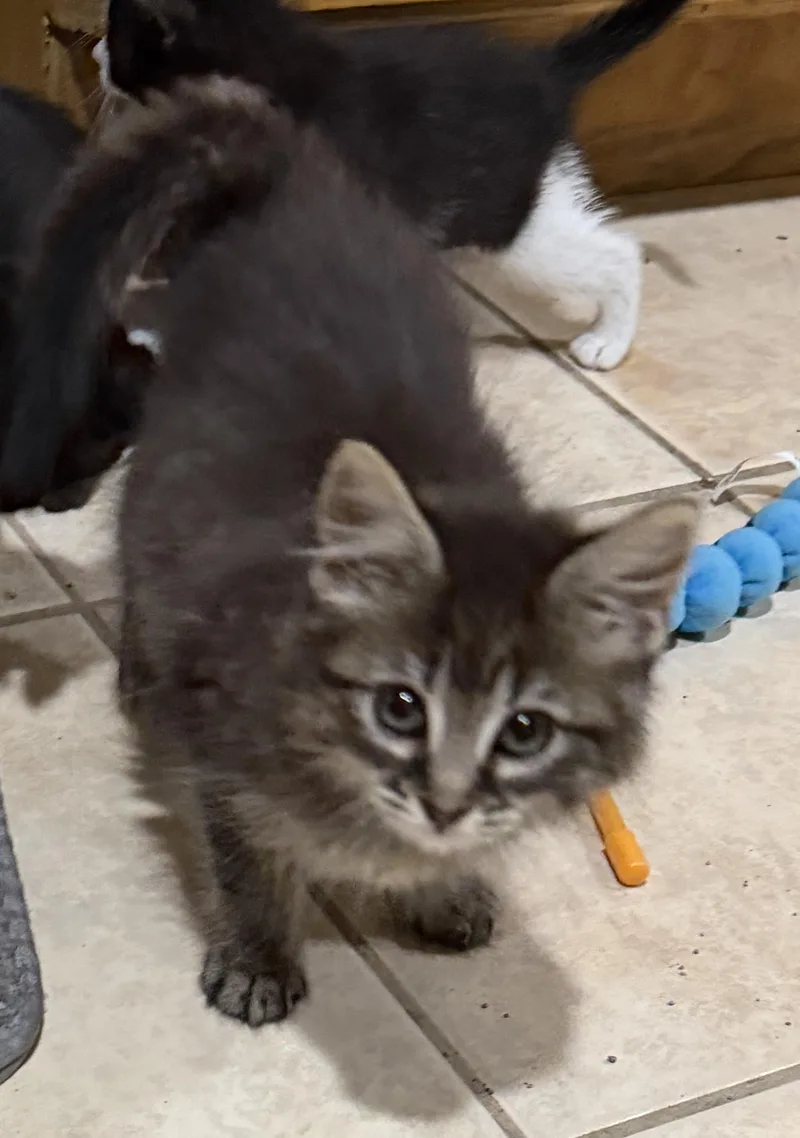 A baby medium-sized female Tabby (Brown / Chocolate) Domestic Long Hair cat named Victoria for adoption in East Hanover, NJ