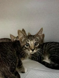 A baby small-sized male Tabby (Brown / Chocolate) Domestic Short Hair cat named Ganon for adoption in Winter Haven, FL