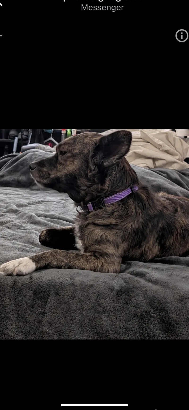 A young small-sized female Brindle Australian Shepherd dog named Wendy for adoption in Hamden, CT