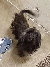 An adult small-sized male Poodle dog named Brewster for adoption in Aurora, IL