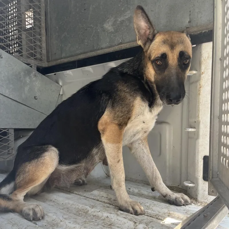 An adult medium-sized female Brown / Chocolate Shepherd dog named Mrs. Pricklepants for adoption in Edinburg, TX