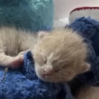A baby small-sized male Cream / Ivory Domestic Short Hair cat named Walter Matthau for adoption in Los Angeles, CA