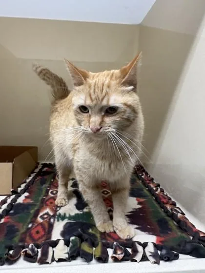 An adult medium-sized female Domestic Short Hair cat named Gizmo for adoption in Pequot Lakes, MN