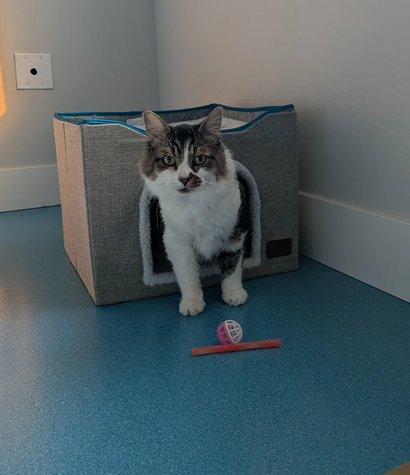 A senior medium-sized male Domestic Long Hair cat named Gunther for adoption in West Richland, WA
