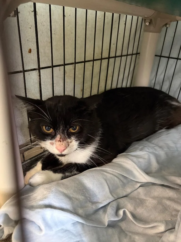 A young medium-sized male Domestic Short Hair cat named Flamigo for adoption in Hartford City, IN