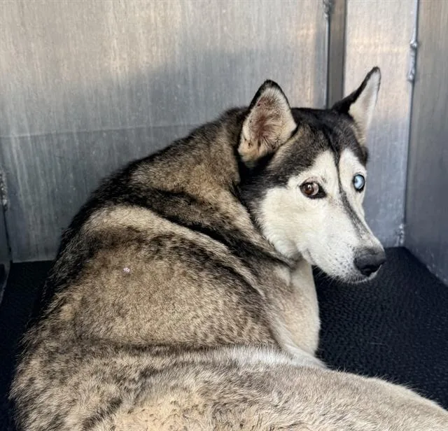 An adult medium-sized female Husky dog named Momma for adoption in San Antonio, TX