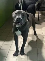 Diesel