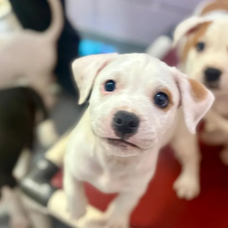 A baby small-sized male White / Cream American Bulldog dog named Juice Box for adoption in New Fairfield, CT