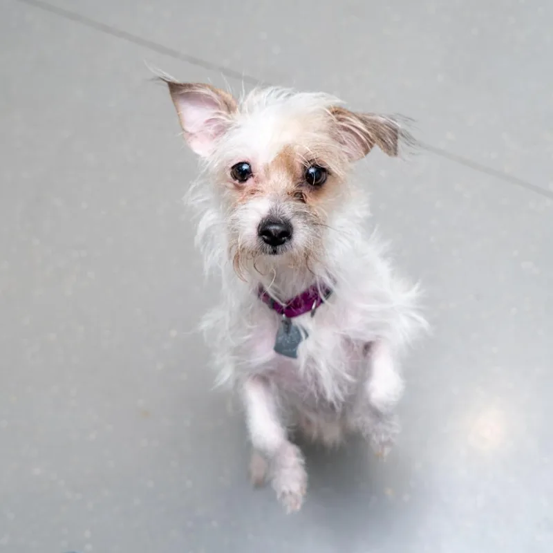 An adult small-sized female White / Cream Chihuahua dog named Kaira for adoption in New York, NY
