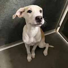 A baby small-sized female Yellow / Tan / Blond / Fawn Mixed Breed dog named Zuma for adoption in Grinnell, IA