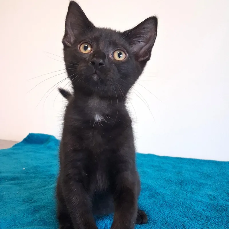 A young small-sized male Black Domestic Short Hair cat named Schmidt for adoption in Belmont, NY