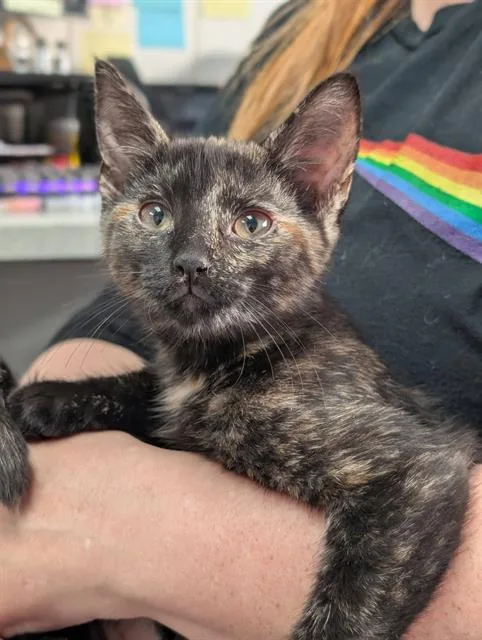 A baby small-sized female Domestic Short Hair cat named Rizzo for adoption in Canfield, OH