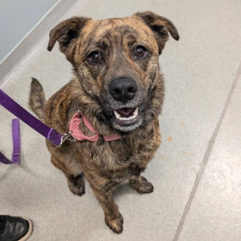 A young large-sized female Shepherd dog named Jaz for adoption in New Castle, DE