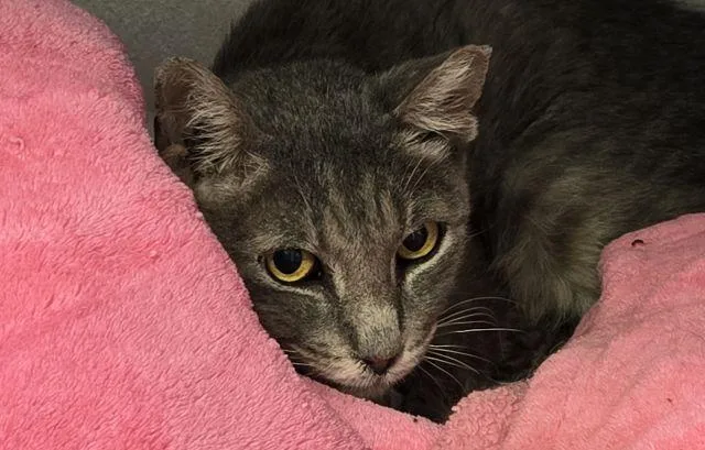 An adult small-sized male Domestic Short Hair cat named Rock Star for adoption in Tucson, AZ
