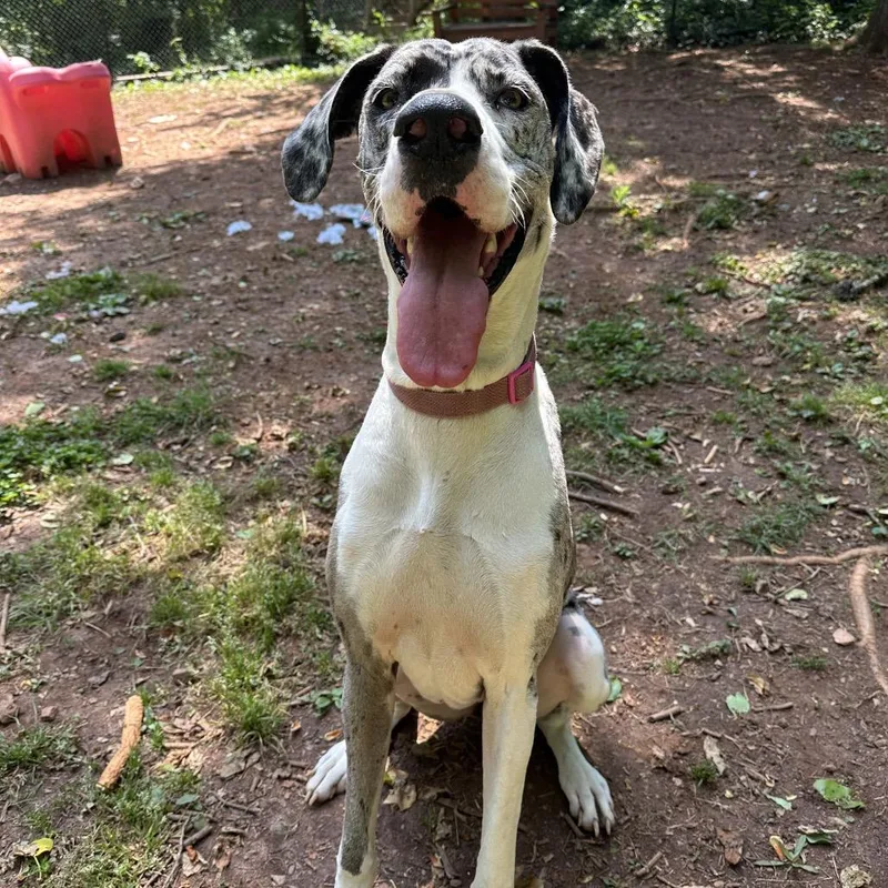 An adult extra large-sized female Great Dane dog named Nova Rayne Courtesy for adoption in Pine Beach, NJ
