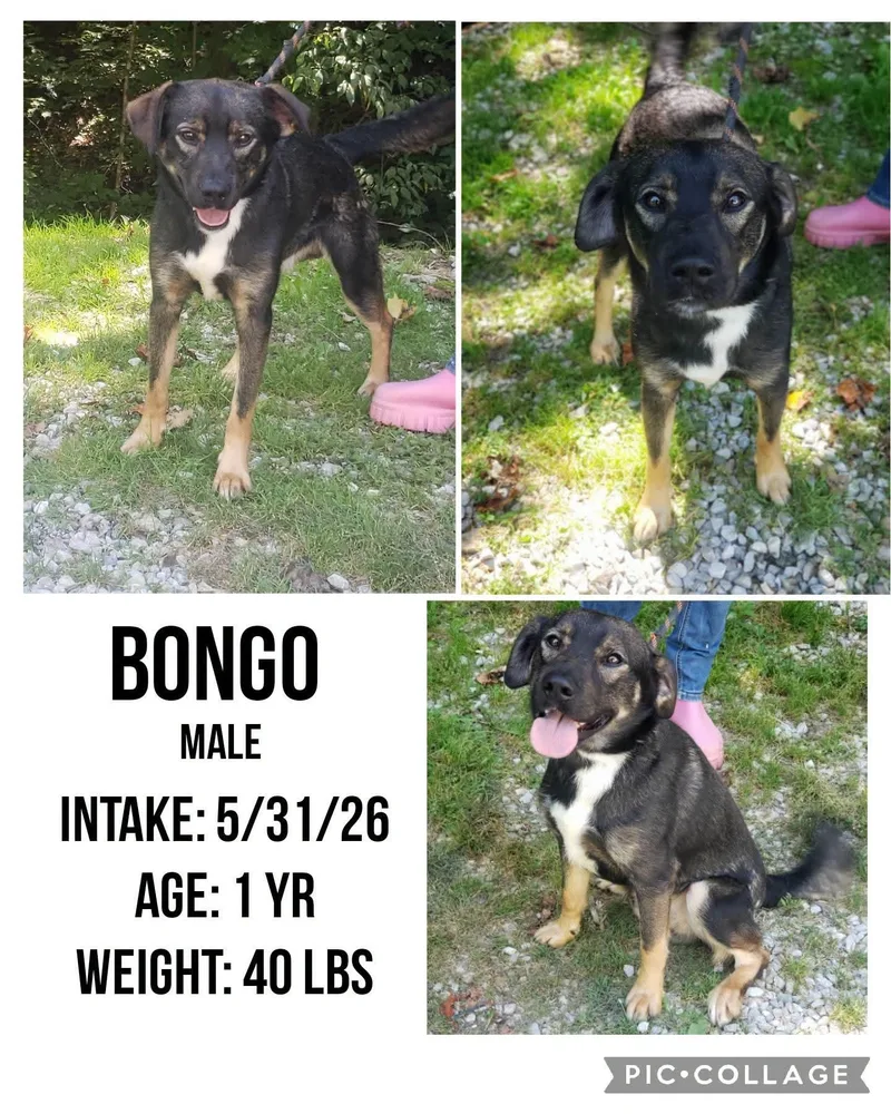 A young medium-sized male Black Shepherd dog named Bongo for adoption in Staffordsville, KY