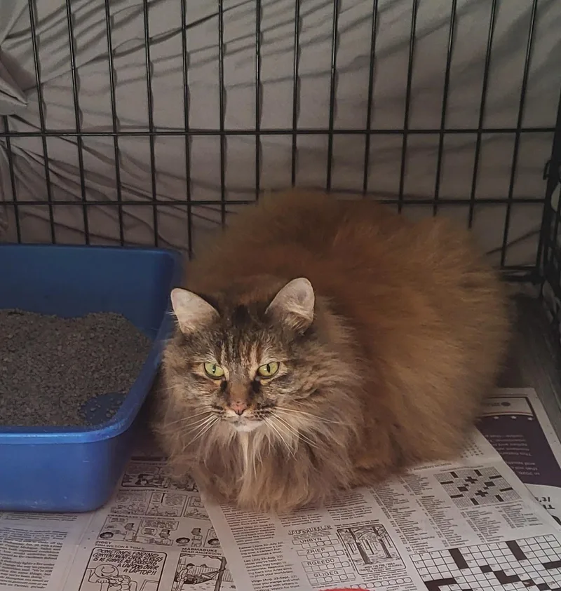 An adult large-sized female Tortoiseshell cat named Cleopatra for adoption in Muncie, IN