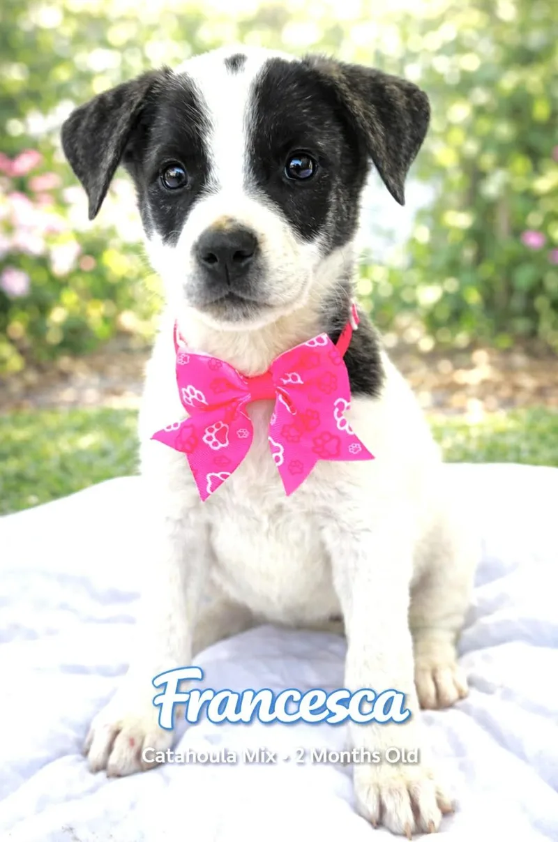 Francesca thumbnail 2