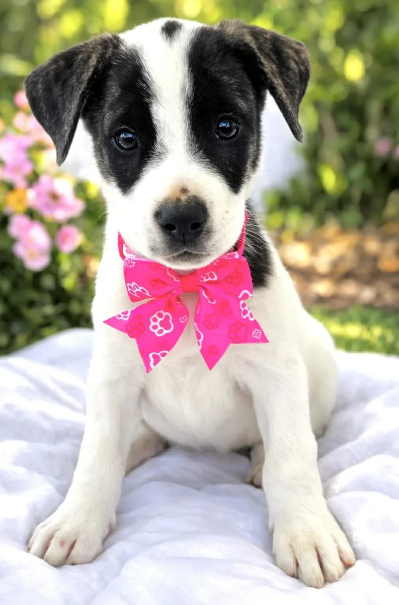 Francesca thumbnail 3