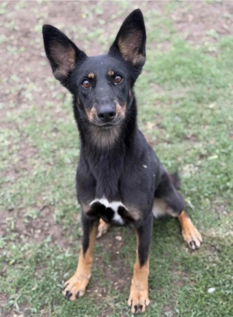 A young medium-sized female Australian Kelpie dog named Spatula for adoption in Bloomfield, CT