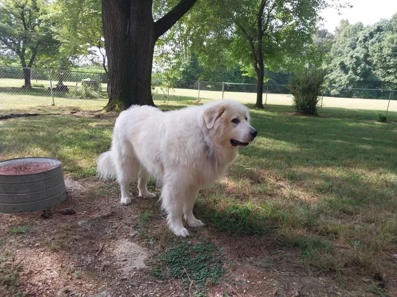 A senior extra large-sized male Great Pyrenees dog named Argos Atx for adoption in Quinlan, TX