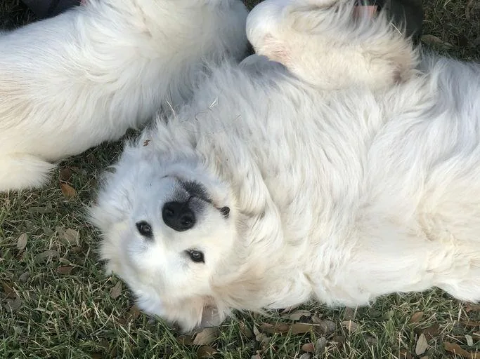 Argos Atx thumbnail 5