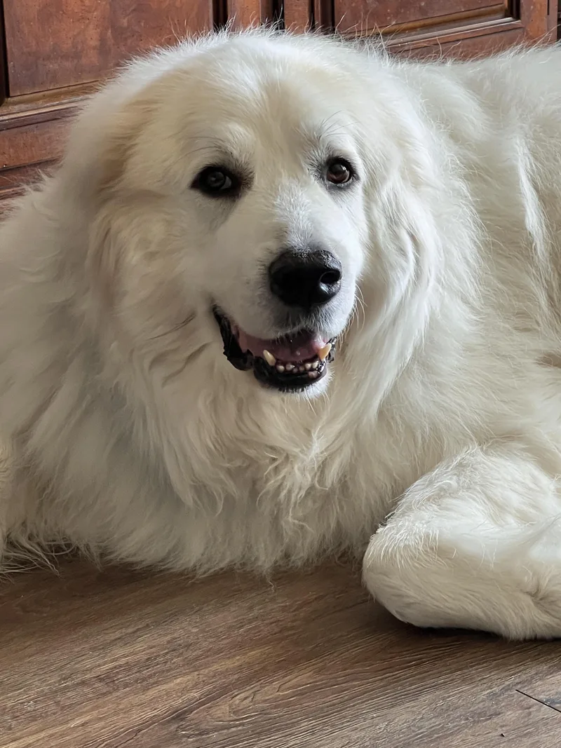 Argos Atx thumbnail 6