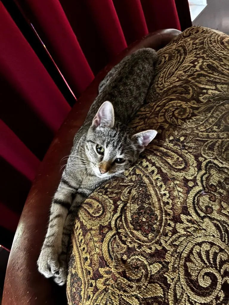 A baby small-sized female Domestic Short Hair cat named Tiny for adoption in Little Rock, AR