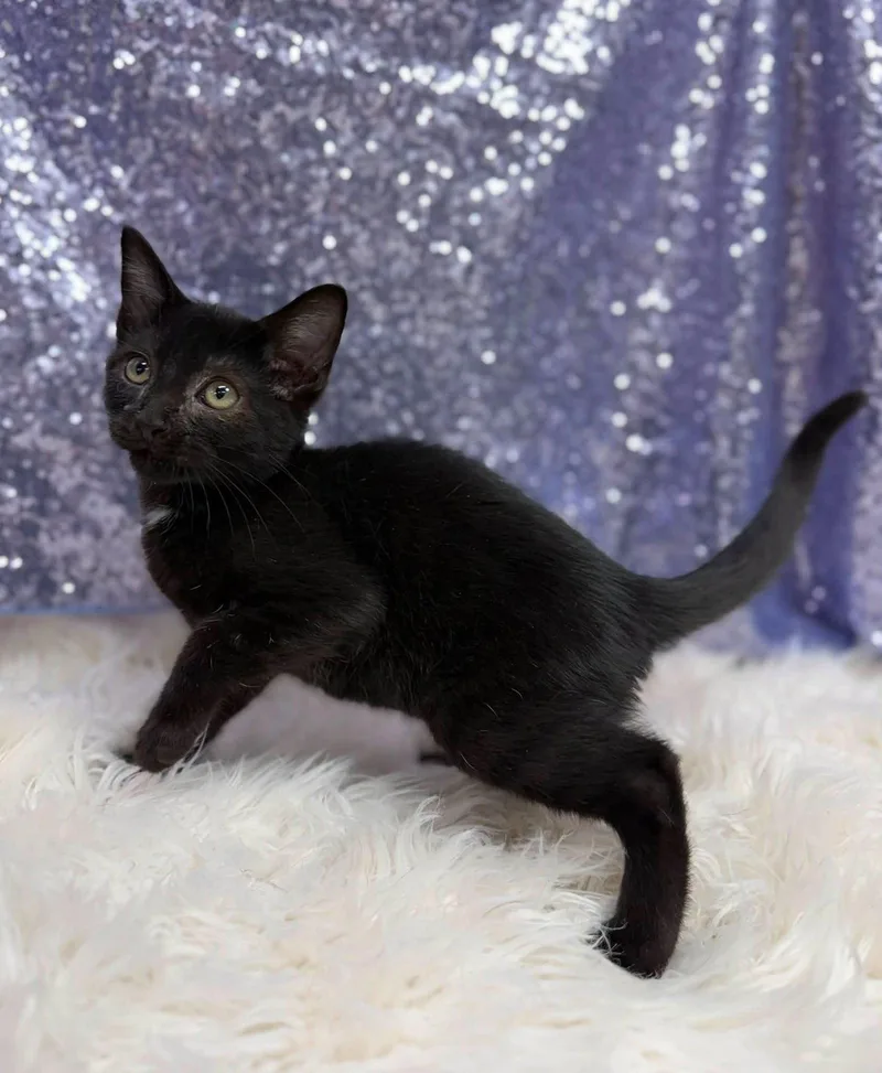 A young medium-sized male Black Domestic Short Hair cat named Ethan for adoption in Clarkesville, GA