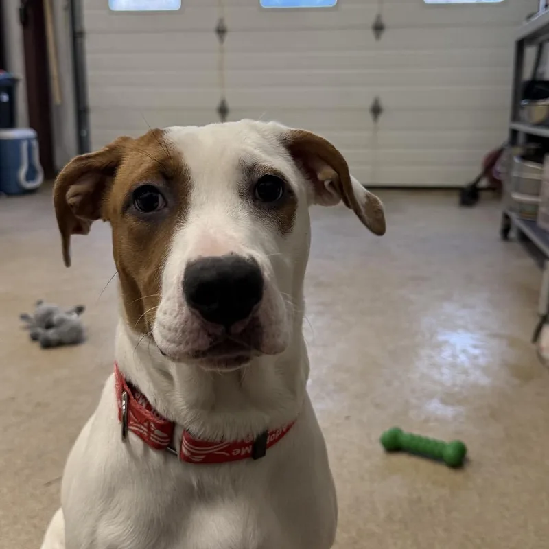 Gertrude thumbnail 2