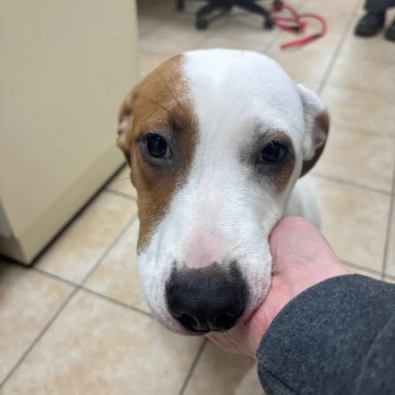 Gertrude thumbnail 3